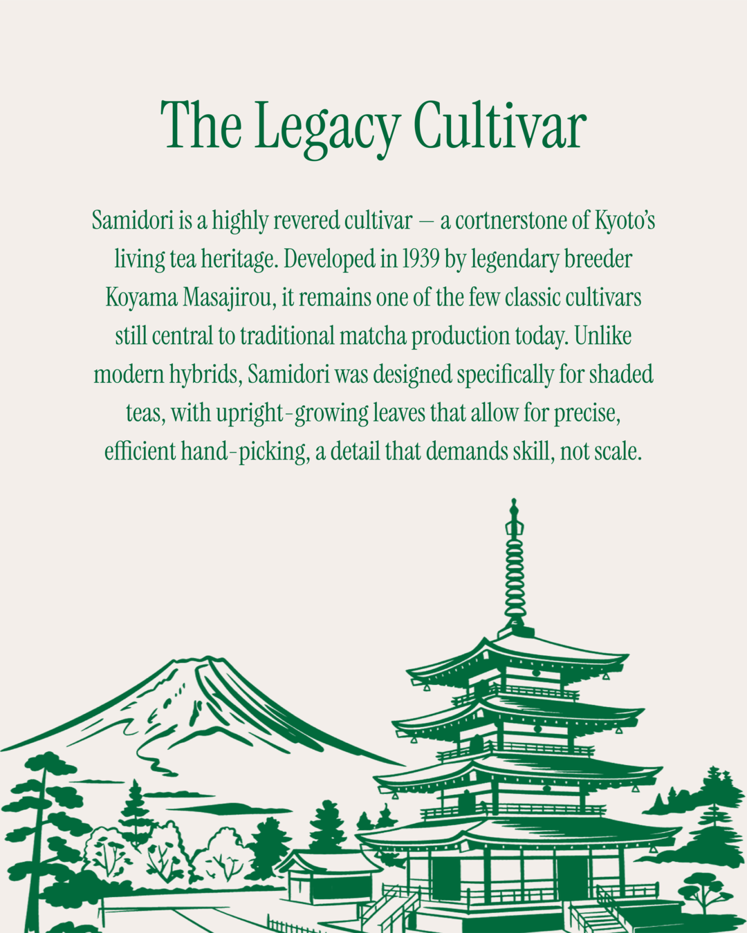 Samidori Matcha - Limited Reserve