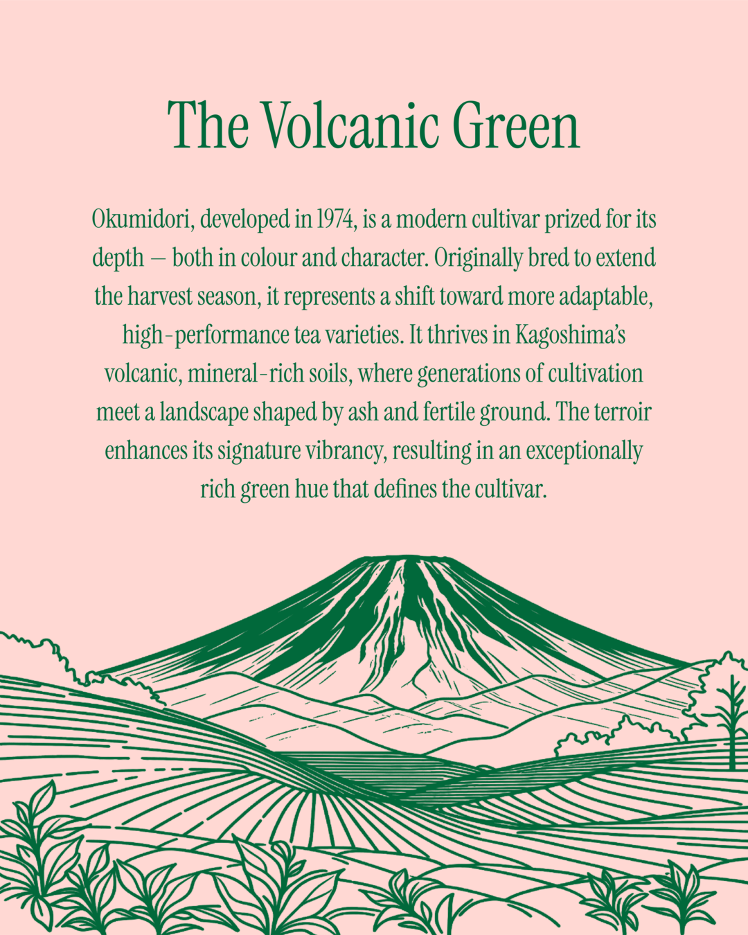 Okumidori Matcha